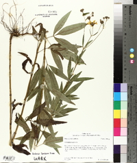 Coreopsis tripteris image