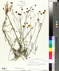 Coreopsis tinctoria var. tinctoria image