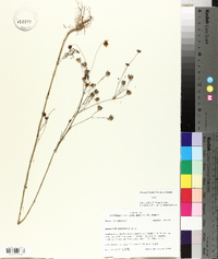 Coreopsis tinctoria image