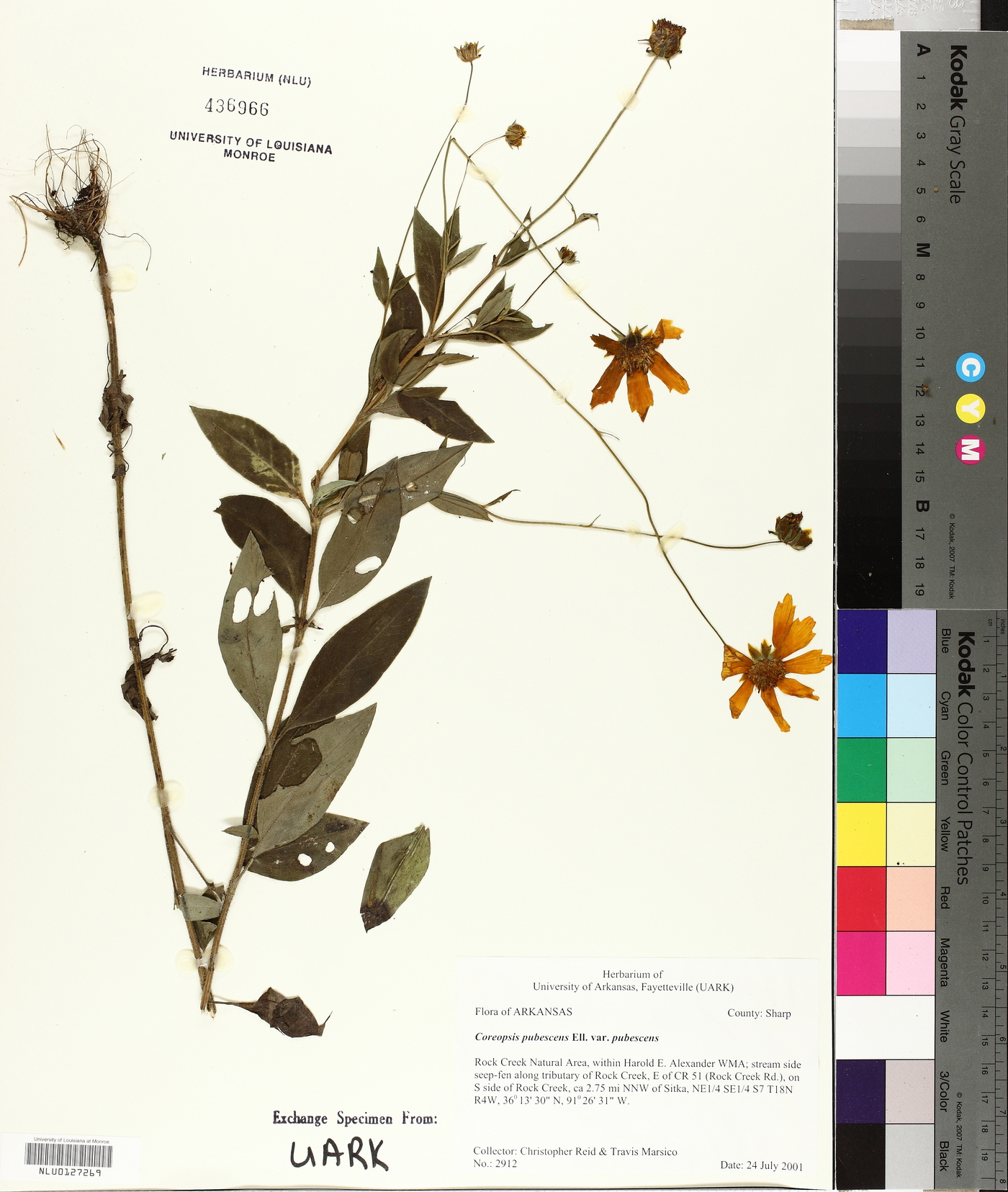 Coreopsis pubescens var. pubescens image