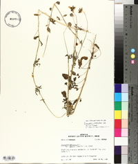 Coreopsis pubescens image