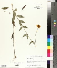 Coreopsis pubescens image