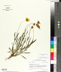 Coreopsis lanceolata image