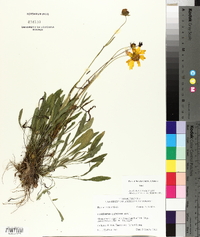 Coreopsis lanceolata image