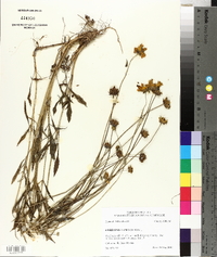 Coreopsis lanceolata image