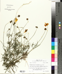 Coreopsis grandiflora image