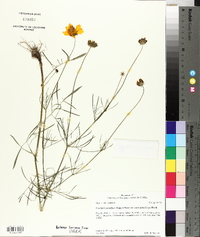 Coreopsis grandiflora var. harveyana image