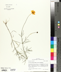 Coreopsis grandiflora image