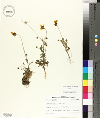 Coreopsis basalis image