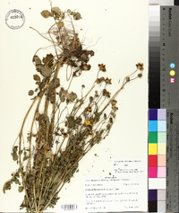 Coreopsis basalis image