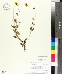 Coreopsis basalis image