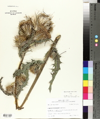 Cirsium horridulum image