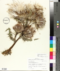 Cirsium horridulum image