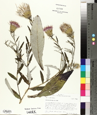 Cirsium altissimum image