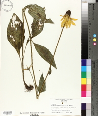 Rudbeckia grandiflora image