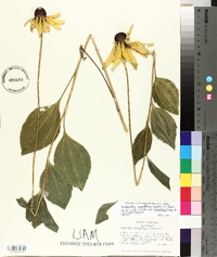 Rudbeckia grandiflora var. alismifolia image