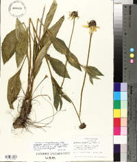 Rudbeckia grandiflora image