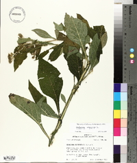 Verbesina virginica image