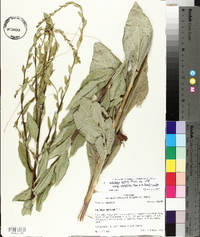 Solidago salicina image