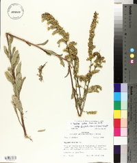 Solidago salicina image