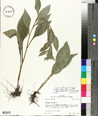 Solidago salicina image