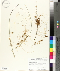 Cuscuta campestris image