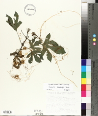 Cuscuta campestris image