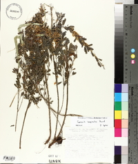 Cuscuta campestris image