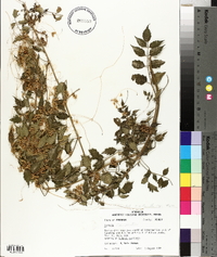 Cuscuta campestris image