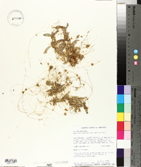 Cuscuta californica image