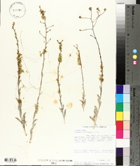 Cuscuta californica image