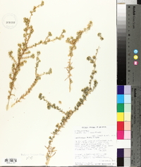 Cuscuta californica image