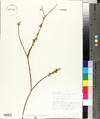 Cuscuta californica image