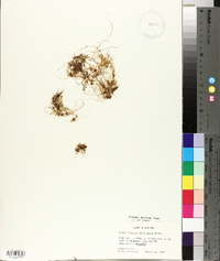 Cuscuta californica image