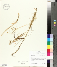 Cuscuta approximata image