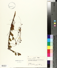 Cuscuta americana image