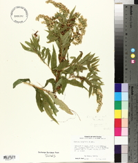 Cuscuta cuspidata image