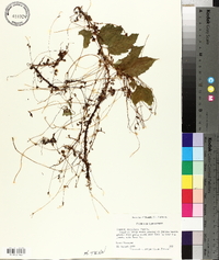 Cuscuta cuspidata image