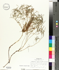 Cuscuta cuspidata image