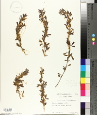 Cuscuta cuspidata image