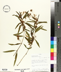 Cuscuta coryli image