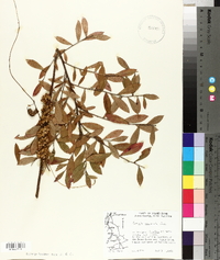 Cuscuta compacta image