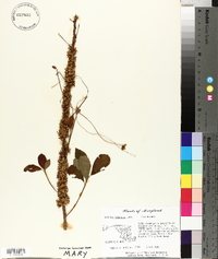 Cuscuta compacta image