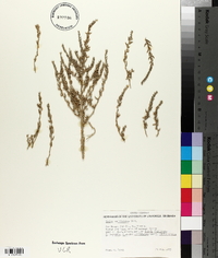 Kochia californica image