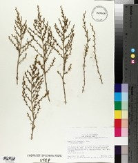 Kochia californica image