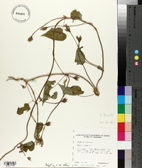 Ipomoea leucantha image