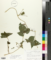 Ipomoea leucantha image