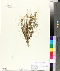 Cuscuta compacta image