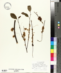 Cuscuta compacta image