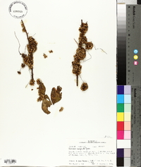 Cuscuta compacta image